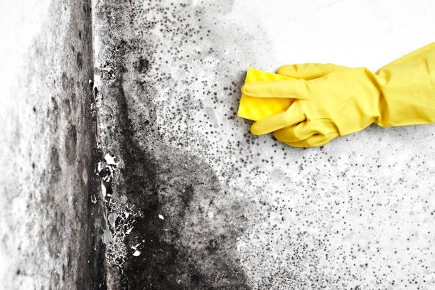 Why You Should Choose Our Mold Remediation Services in Lone Oak, TN